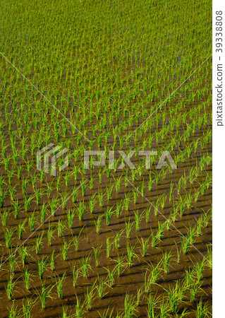 Background of the paddy rice in green farmland Background of the paddy rice in green farmland 39338808