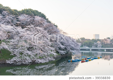 Cherry blossoms in the morning, Chidorigafuchi 39338830