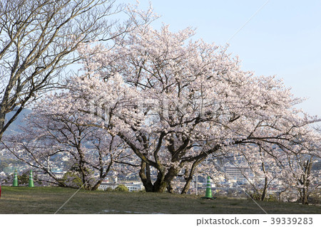 大牟田市天山公園的櫻花 39339283