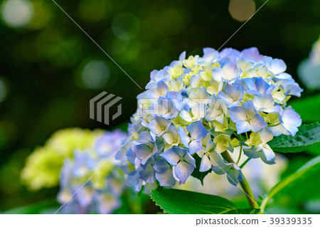 Flower story 39339335