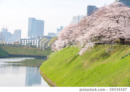 Cherry blossoms at Chidorigafuchi Park Cherry blossoms at Chidorigafuchi Park 39339387