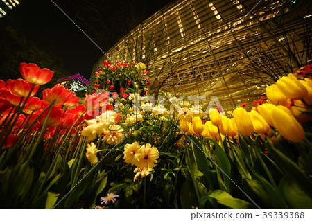 Night tulip Night tulip 39339388