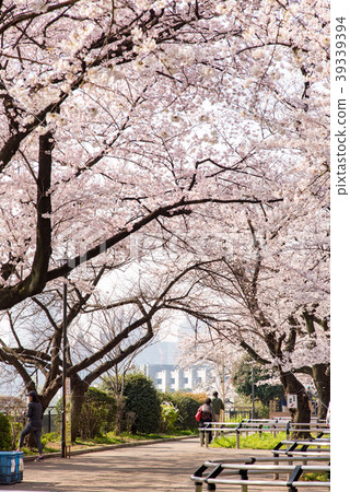 Chidorigafuchi公園的櫻花 39339394
