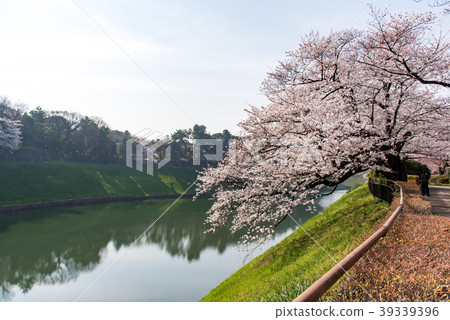Chidorigafuchi公園的櫻花 39339396