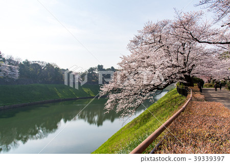 Chidorigafuchi公園的櫻花 39339397