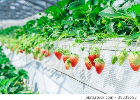 草莓採摘 39339558