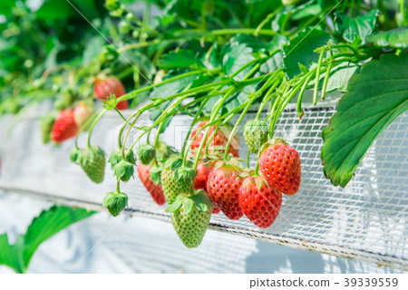 草莓採摘 草莓採摘 39339559