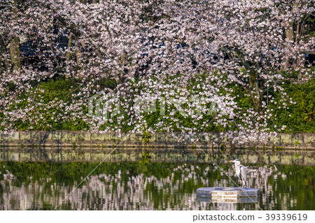 Aichi Prefecture Nagoya Castle Park Sakura 39339619