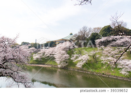 Umeda-no-sakura櫻花，日本武道館。 39339652
