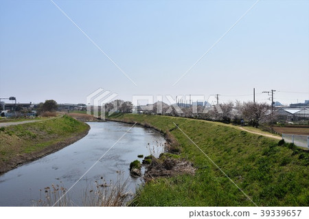 茅崎Koidegawa的櫻花 39339657