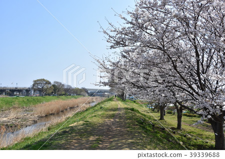 Cherry blossoms of Chigasaki Koidegawa 39339688