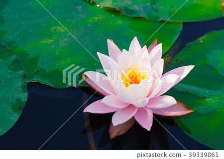 花的故事 花的故事 39339861