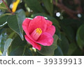Camellia 39339913