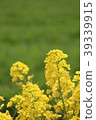 Rape blossoms 39339915