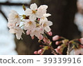 Cherry Blossoms	 39339916