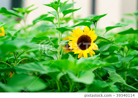 Flower story 39340114