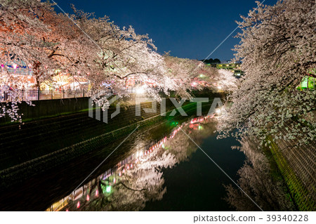 [神奈川縣]夜晚的櫻花 39340228
