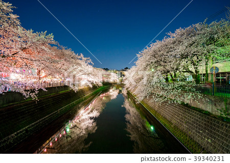 [Kanagawa Prefecture] Cherry blossoms at night 39340231