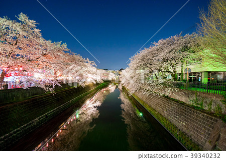 [神奈川縣]夜晚的櫻花 39340232