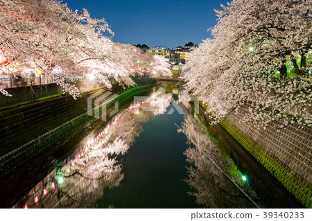 [神奈川縣]夜晚的櫻花 39340233