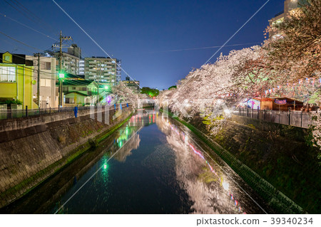 [神奈川縣]夜晚的櫻花 39340234