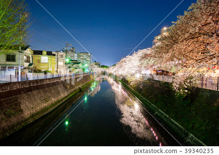 [神奈川縣]夜晚的櫻花 39340235