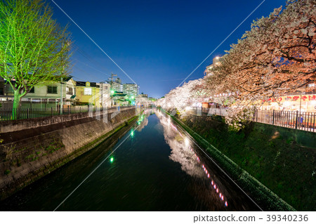 [神奈川縣]夜晚的櫻花 39340236