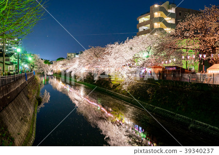 [神奈川縣]夜晚的櫻花 39340237