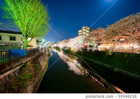 [神奈川縣]夜晚的櫻花 39340238