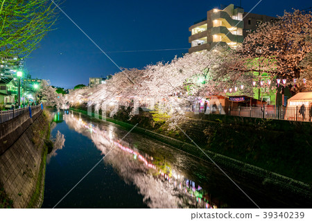 [神奈川縣]夜晚的櫻花 39340239