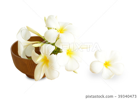 Beautiful White flowers (Plumeria)  isolated 39340473