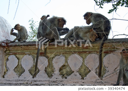 Monkey Activities Monkey Activities 39340474
