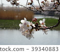 櫻花 39340883
