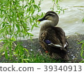 鴨子和綠色 39340913