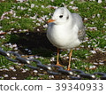 鷗和花瓣 39340933