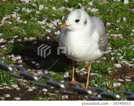 Gull and petal Gull and petal 39340933