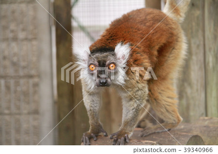 monkey monkey 39340966
