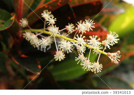 Croton Croton 39341013