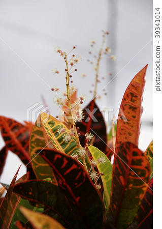 Croton Croton 39341014