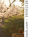 櫻花和女孩 39341538