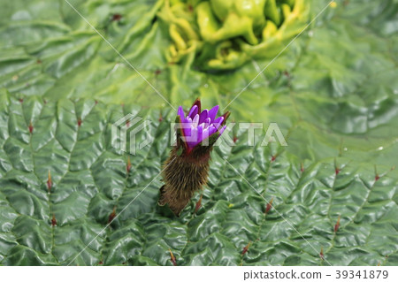 Onibasguillus Onibasguillus 39341879