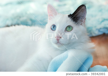 Close up of a beautiful odd eyed cat 39342001