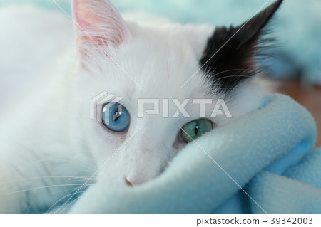 Close up of a beautiful odd eyed cat 39342003