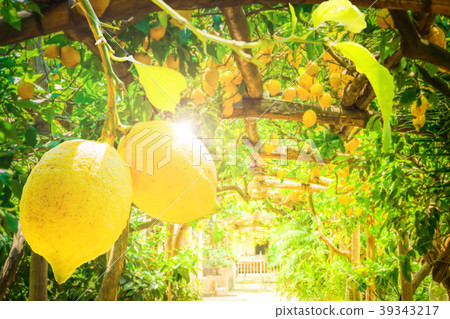 Lemon garden of Sorrento 39343217