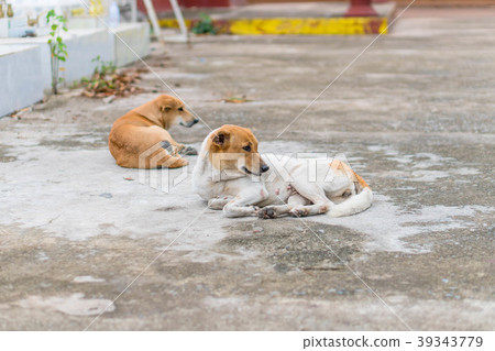 Homeless abandoned dog sleeping on the street Homeless abandoned dog sleeping on the street 39343779