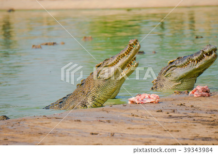 Crocodile in the farm is eating fresh food. Crocodile in the farm is eating fresh food. 39343984