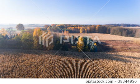 Aerial drone view from above of corn field Aerial drone view from above of corn field 39344950
