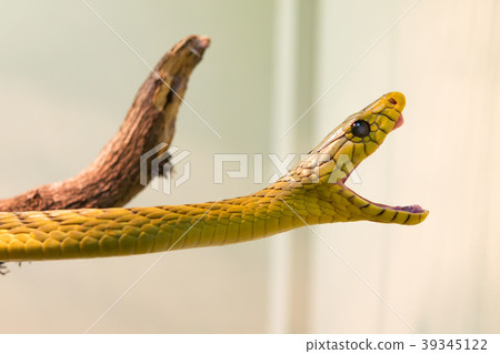 Green Mamba snake 39345122