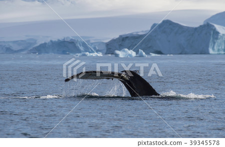 Humpback Whale tail 39345578