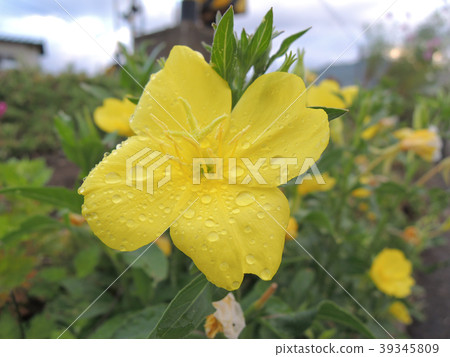 Lemon weed flower 39345809